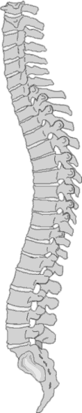 spine2